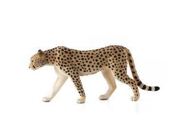 Cheetah Male