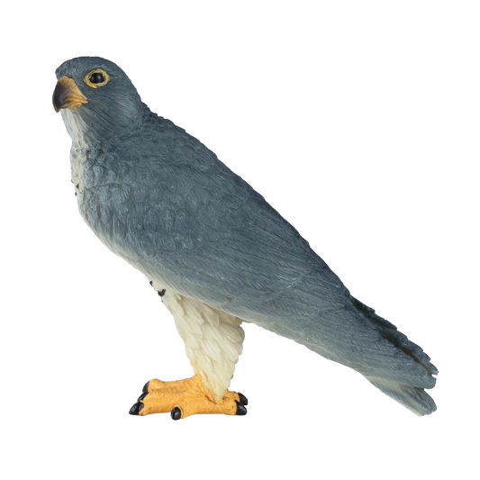 Peregrine Falcon