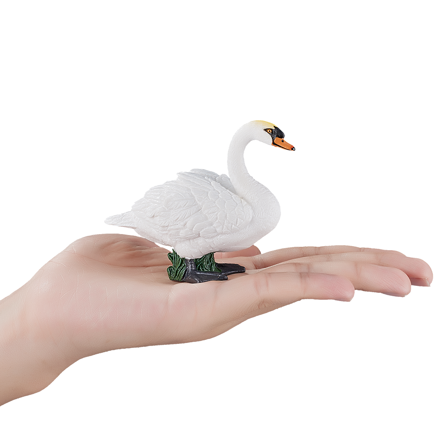 Mute Swan