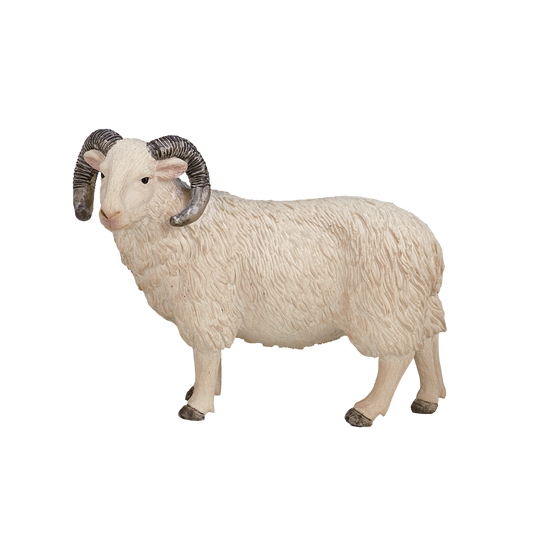 Sheep (Ram)