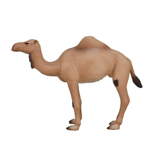Arabian Camel