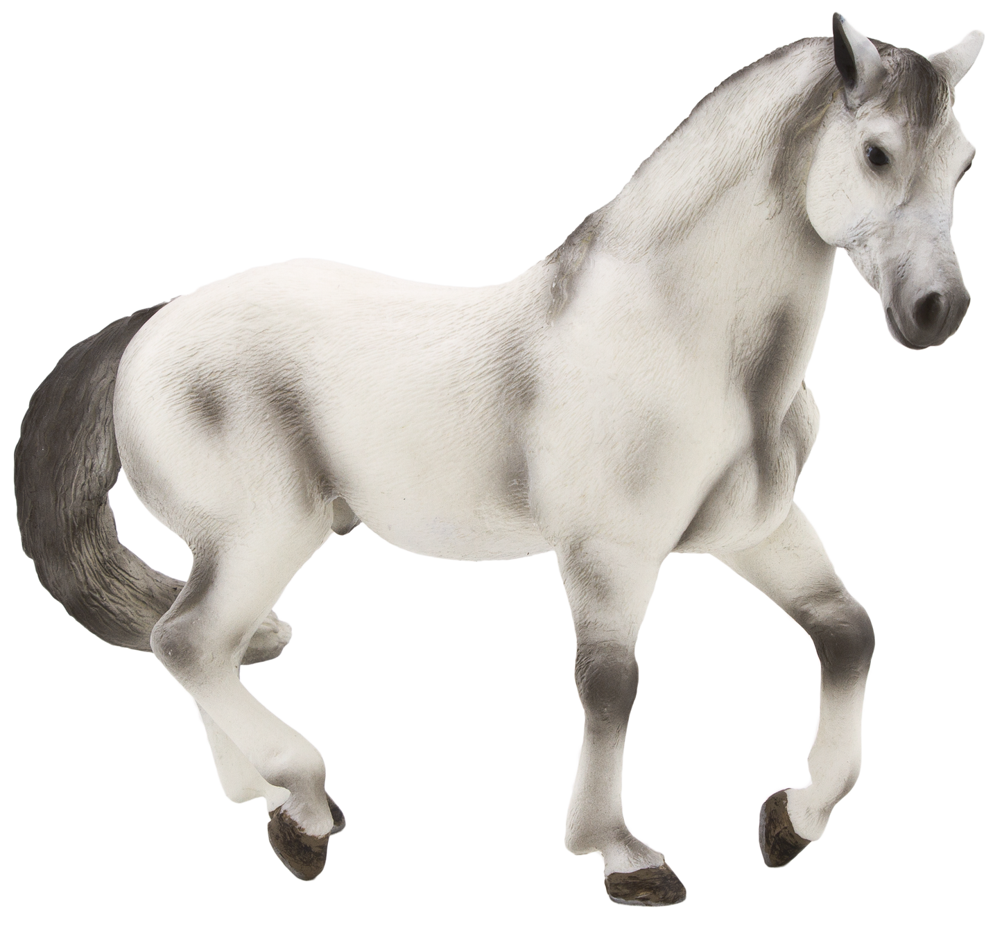 Andalusian Stallion Grey