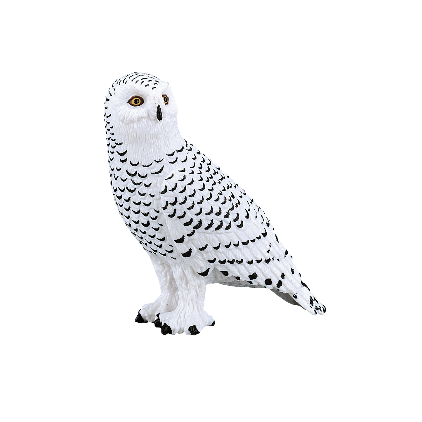 Snowy Owl