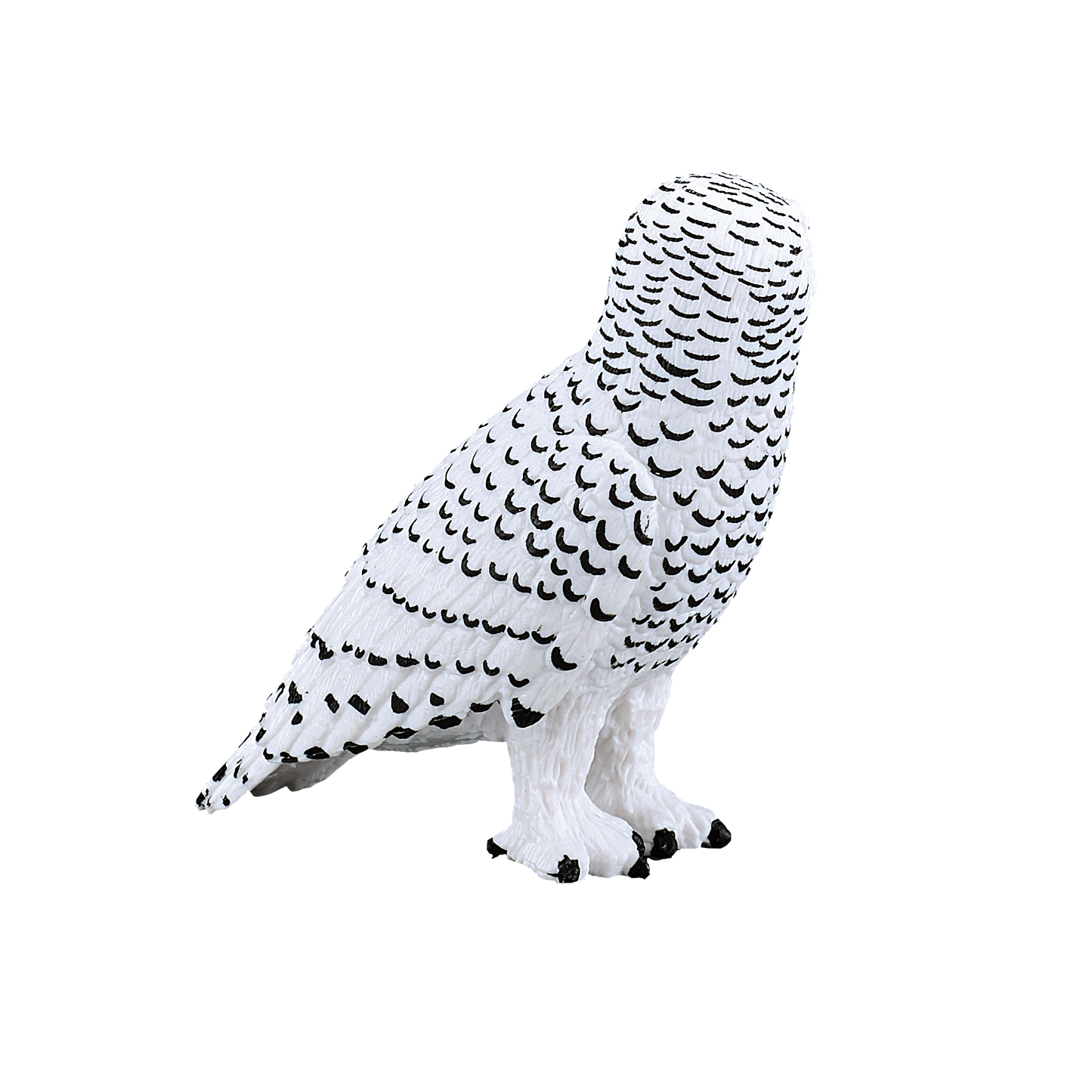 Snowy Owl