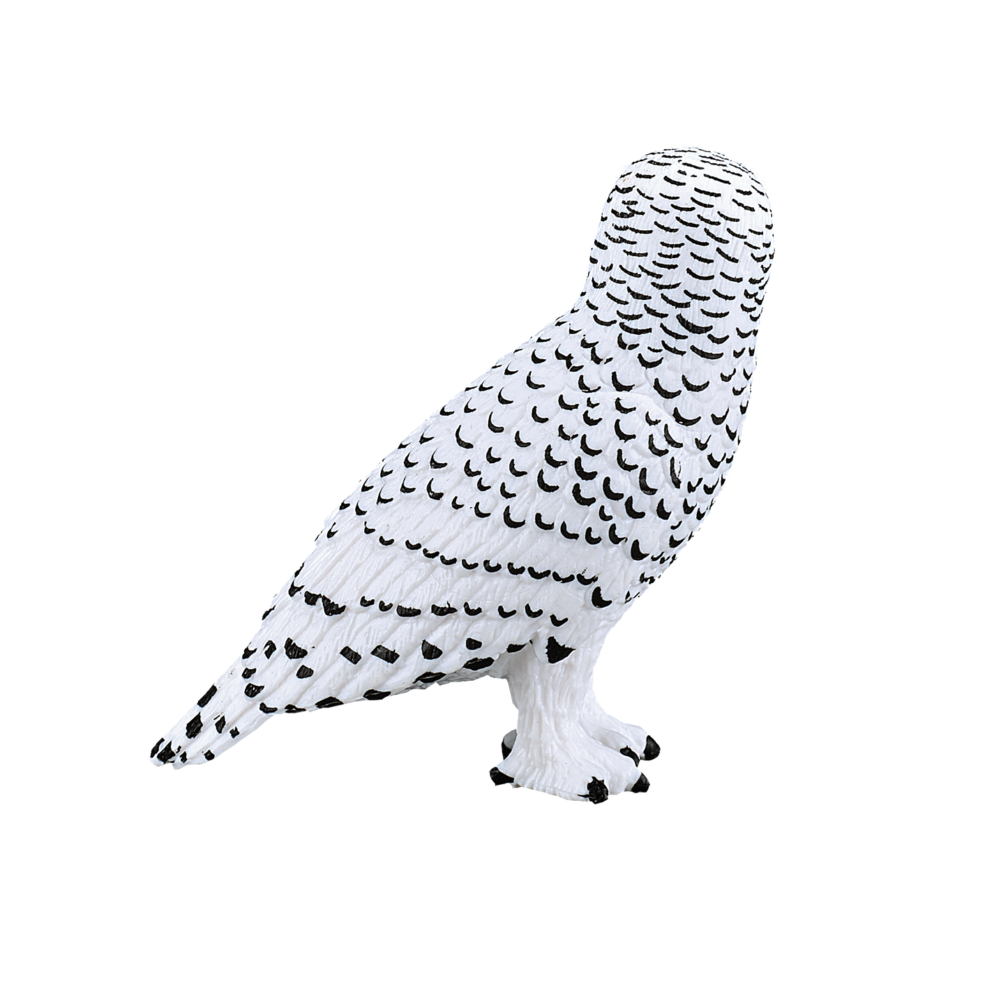 Snowy Owl