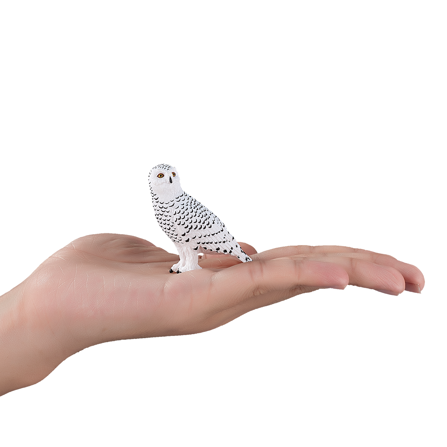 Snowy Owl