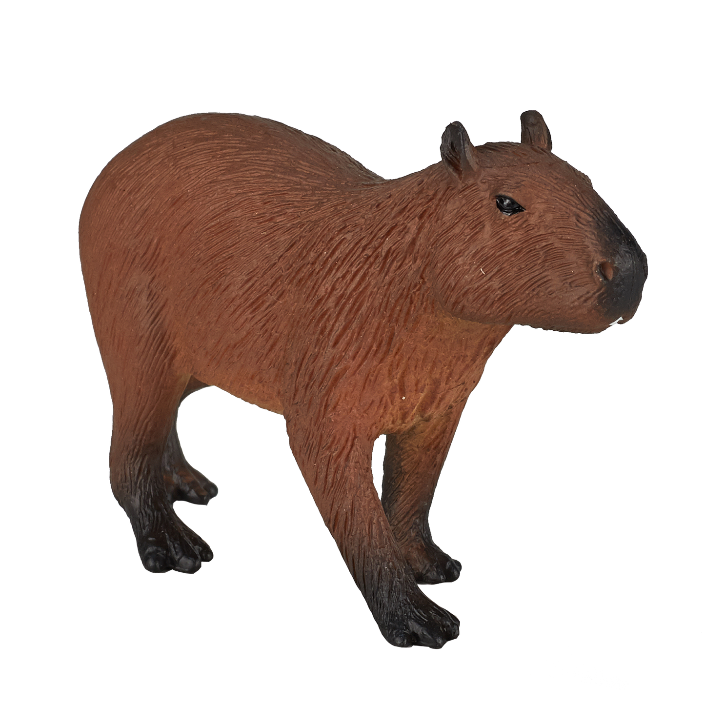 Capybara