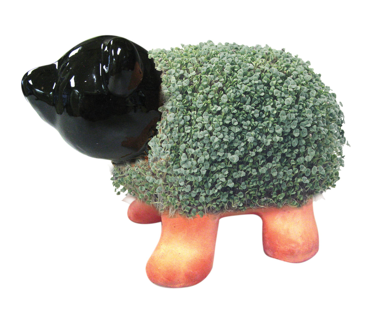 Chia Pig