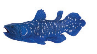 Coelacanth