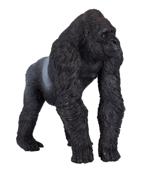 Gorilla Male Silverback