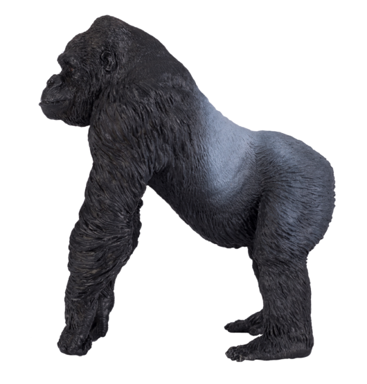 Gorilla Male Silverback