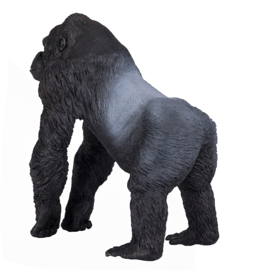 Gorilla Male Silverback