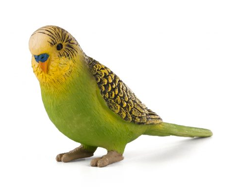 Budgerigar Green