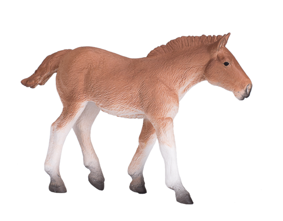 Suffolk Punch Foal