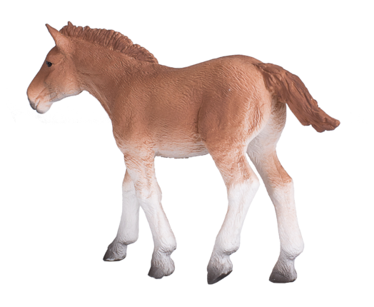 Suffolk Punch Foal